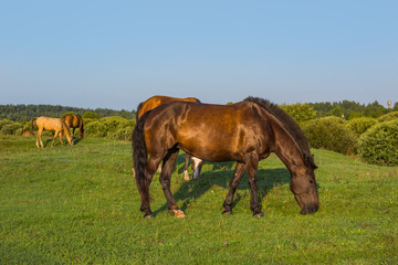 Fototapeta na wymiar Akhal-Teke horse breed herds grazes