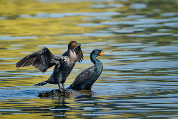 2020-04-08 TWO CORMORANTS SITTING ON A ROCK IN LAKE WASHINGTON NEAR SEATTLE WASHINGTON