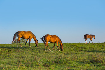 Fototapeta na wymiar Akhal-Teke horse breed herds grazes