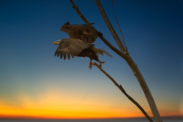 2020-04-13 BALD EAGLE IN FLIGHT AT THE LAKE SAMMAMISH STATE PARK IN ISSAQUAH WASHINGTON 