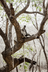 Grey Langur at Ranthambore National Park in India