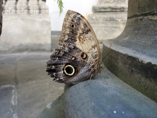 beautiful Giant Owl Butterfly (Caligo eurilochus) in the environment of the old town.