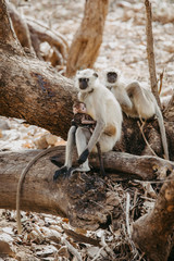 Grey Langur with baby at Ranthambore National Park in India