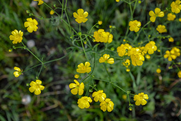 Summer flowers in the morning sunlight on the green background. Defocus in the background