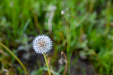 Dandelion seeds in the morning sunlight on the green background. Defocus in the background.