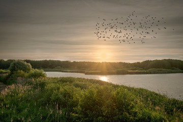 Big pond during summer with birds flock, and green trees around pond, Bohdanec, Czech Republic
