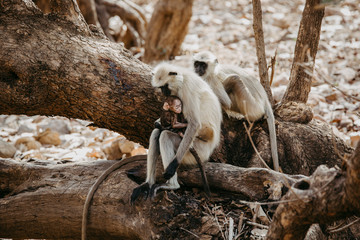 Grey Langur with baby at Ranthambore National Park in India