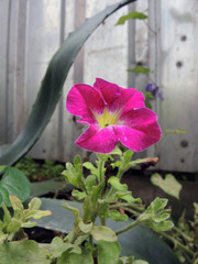 Pink petunia flowers in the garden with blur background