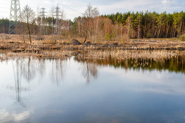 A small pond in the forest with a visible reflection of the sky on the water surface and overgrown with rushes.
