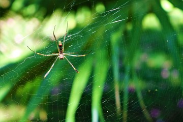 Aranha