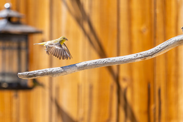 American Gold Finch, Spinus tristis, flying over a branch in the warm springtime sunlight.