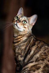 bengal cat with expressive green eyes
