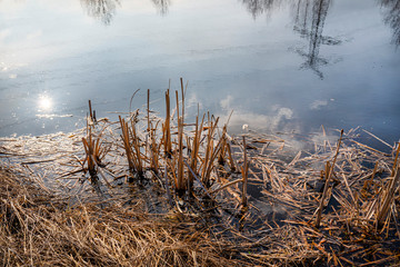 Fototapeta premium A small pond in the forest with a visible reflection of the sky on the water surface and overgrown with rushes. 