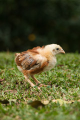 baby chicken in the grass