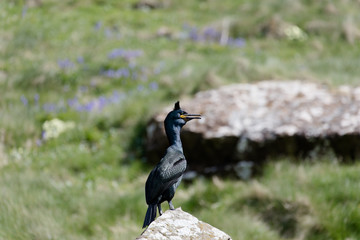 Kormoran auf der Insel Lunda in Schottland