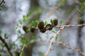 Cones on a branch