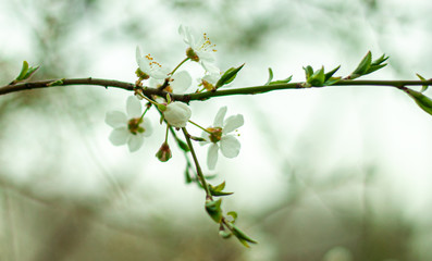 White cherry flowers on twig. Flowering Cherry branch. Isolated on white background without shadow. Cherry spray with blooming white flowers.