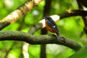 Blue capped rock thrush