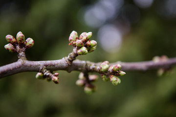 buds of a tree
