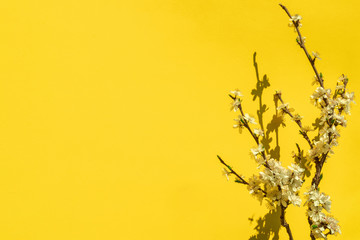 dry yellow flowers