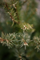 green pine needles