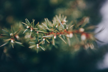 branch of a pine
