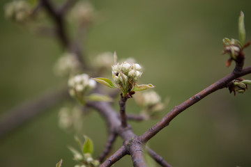 White flower buds