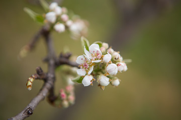 blooming tree branch