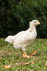 baby chicken on the farm