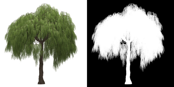 Left view of tree (Shinus Molle) png with alpha channel to cutout 3D rendering