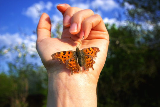 Schmetterling auf Hand