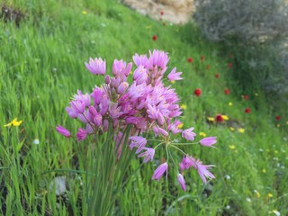 pink flowers in the meadow