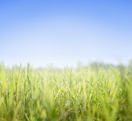 Close up of fresh morning dew droplets on green spring grass with blue sky. Bright outdoors blurred background.