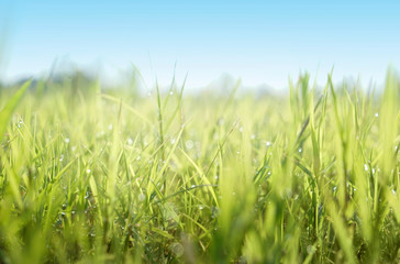 Obraz premium Close up of fresh morning dew droplets on green spring grass with blue sky. Bright outdoors blurred background.