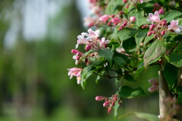 Colorful meadow flowers in grass in nature or in the garden. Slovakia