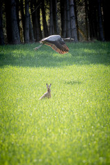 Cranes and hare © Bartłomiej Kosmatko