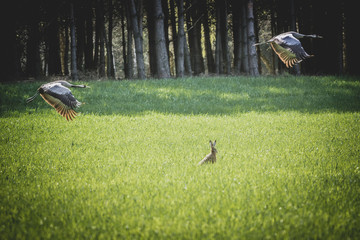 Cranes and hare  in the field © Bartłomiej Kosmatko