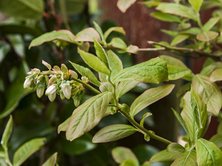 Blueberry Vaccinium corymbosum