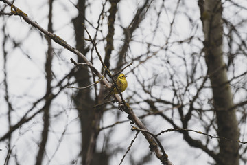bird on a branch