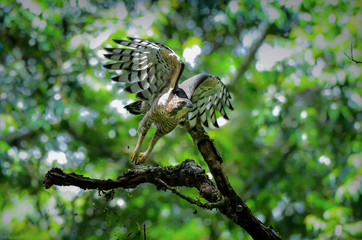 Legges Hawk Eagle