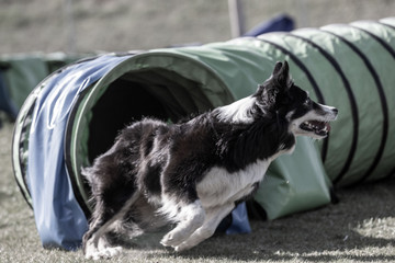 border collie dog © Bartłomiej Kosmatko