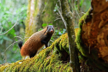 Brown Mongoose