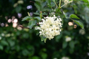 Colorful meadow flowers in grass in nature or in the garden. Slovakia
