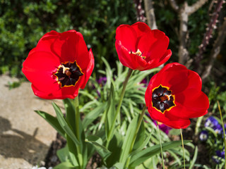 Three blooming tulips