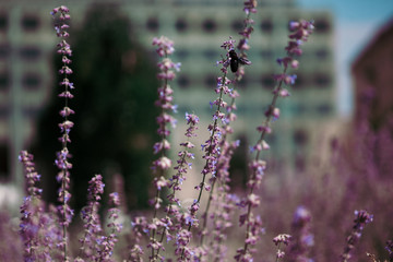 lavender flowers in the city