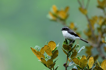 Himachal Bird