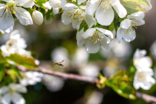 Kirschbl&uuml;te