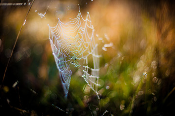 Spider web in the garden