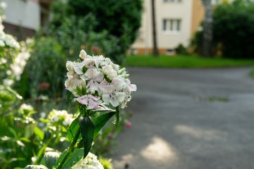 Colorful meadow flowers in grass in nature or in the garden. Slovakia