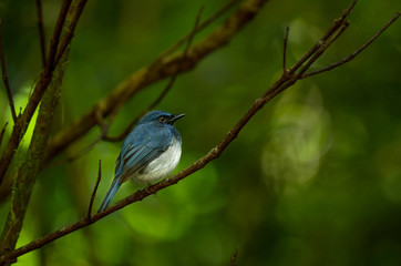 White bellied blue flycatcher